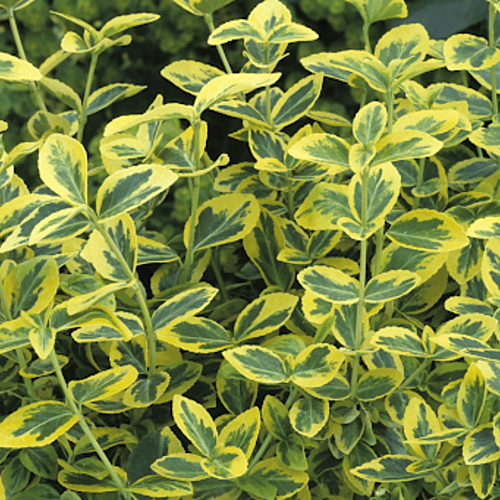 Foliage Shrubs