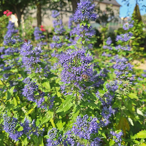 Flowering Shrubs