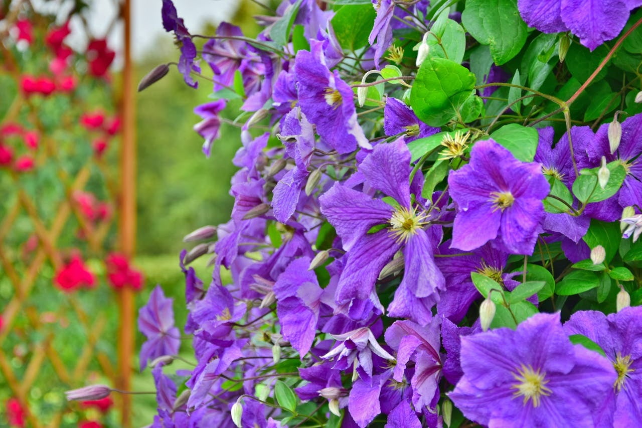 CUT FLOWERS