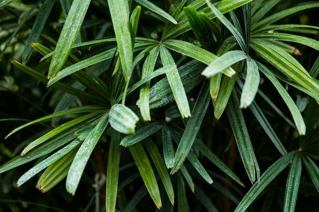 CUT FOLIAGE