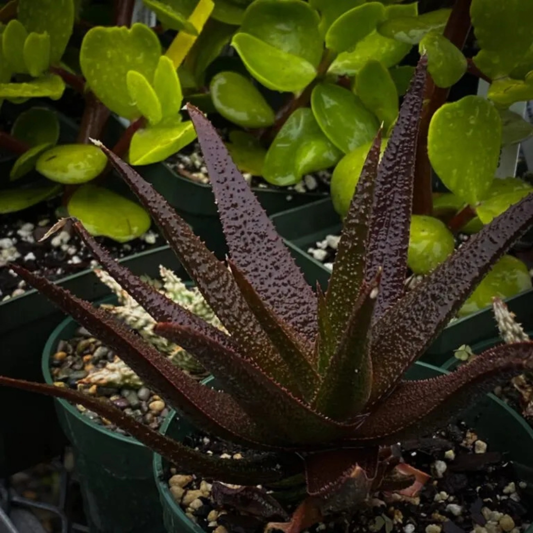 Aloe Vera Black Beauty