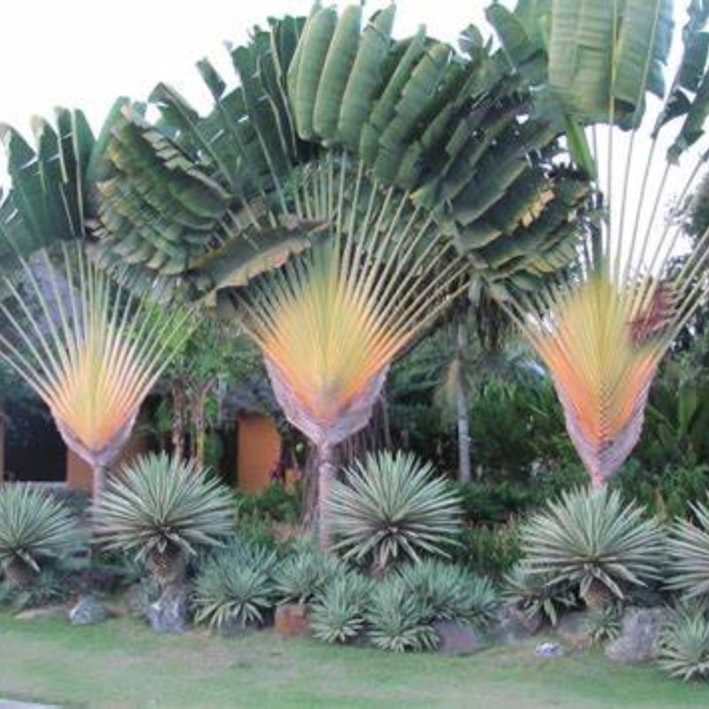 Ravenala Madagascariensis