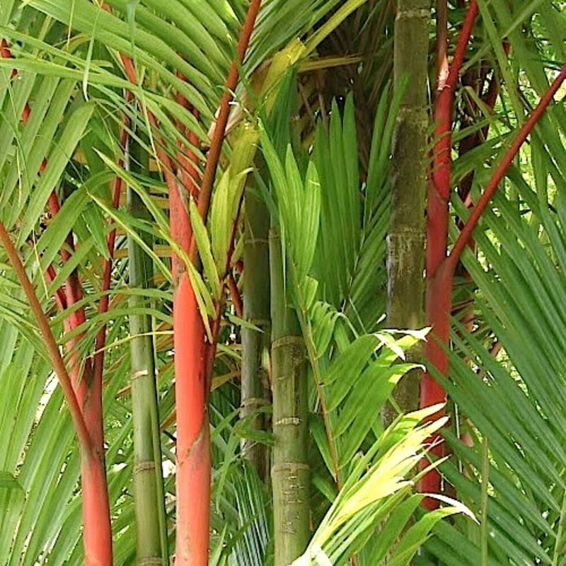 Red Cane Palm