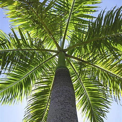 Royal Palm