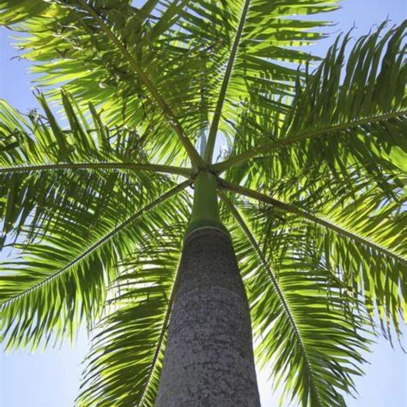 Royal Palm