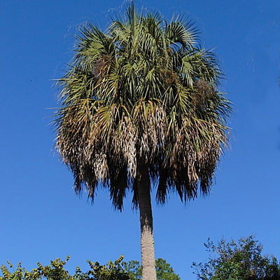 Sabal Palmetto