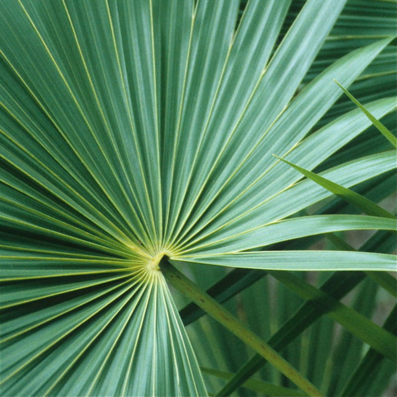 Thrinax Radiata