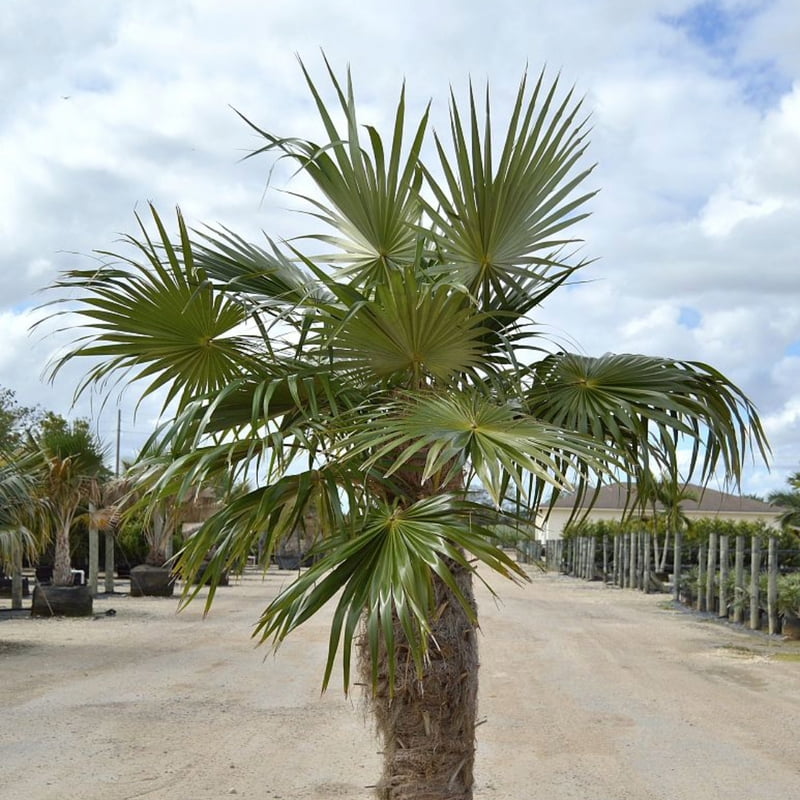 Cocothrinax Crinita