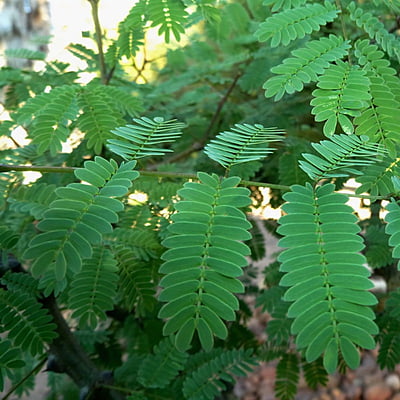 Acacia Galpinii