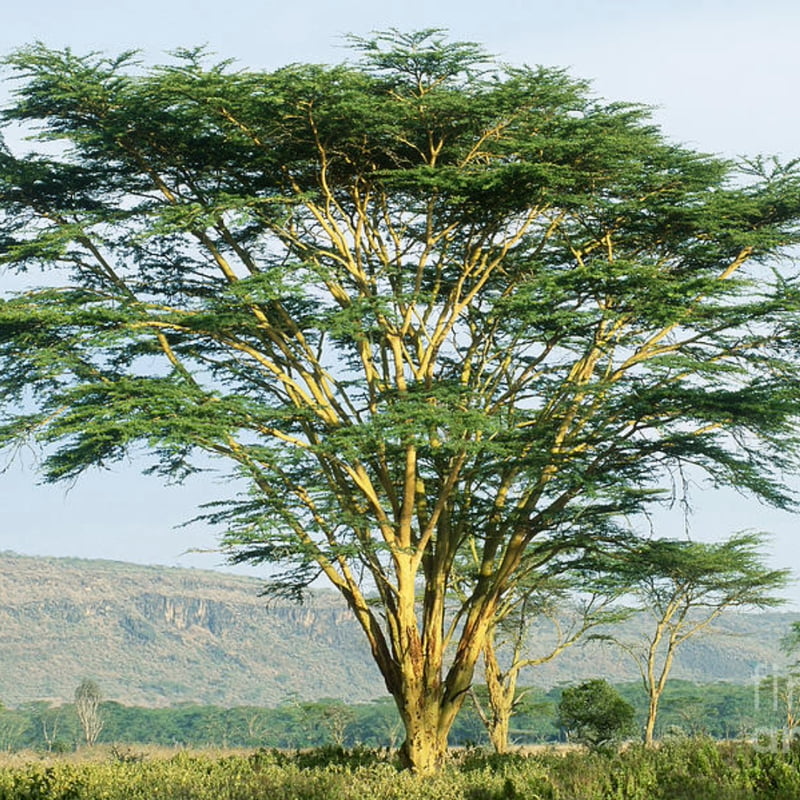 Acacia Xanthophloea