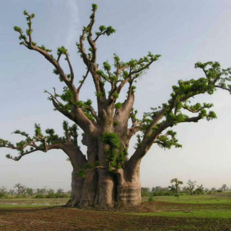 Adansonia Digitata