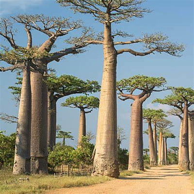 Adansonia Digitata Variegata