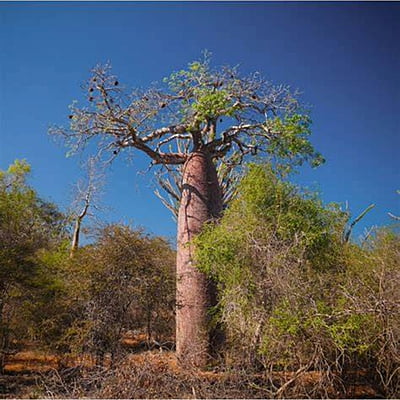 Adansonia Fony