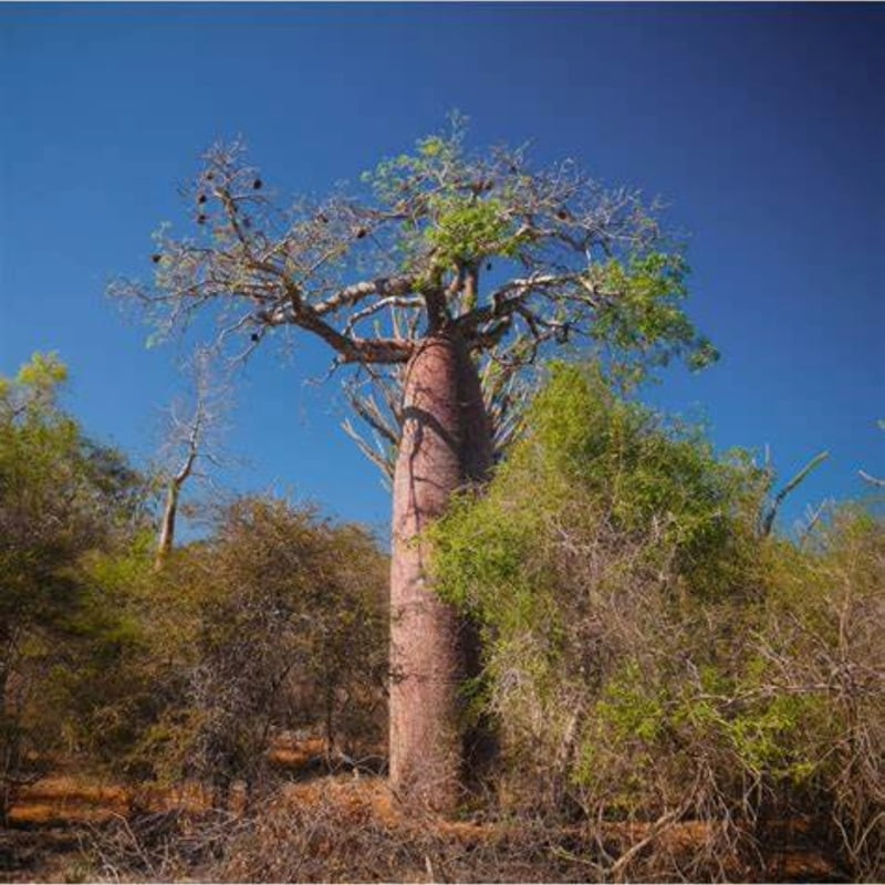 Adansonia Fony