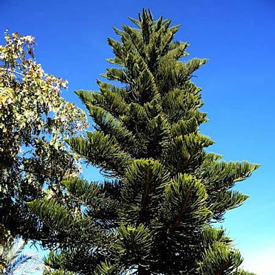 Araucaria Excelsa