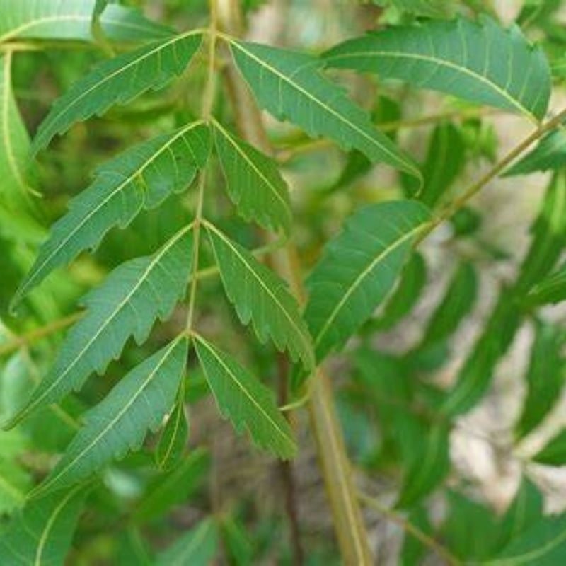 Azadarichta Indica