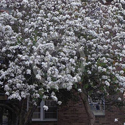 Bauhinia Candida