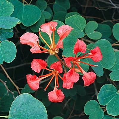 Bauhinia Galpinii