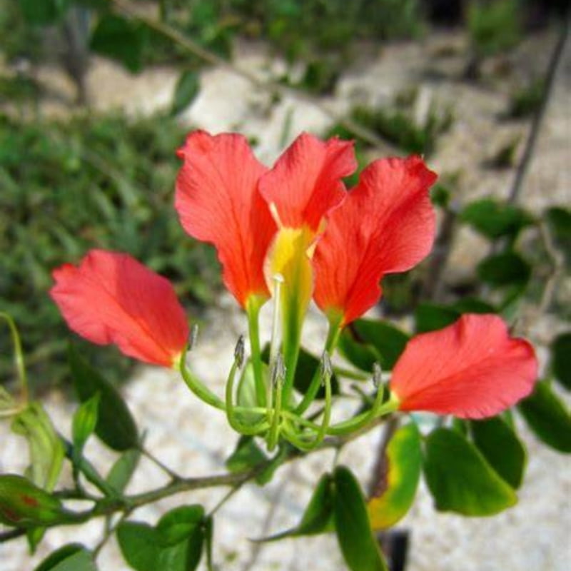 Bauhinia Grevei