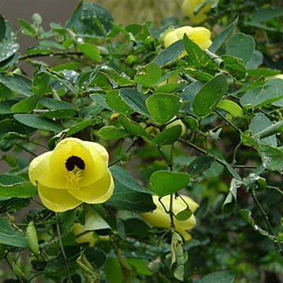 Bauhinia Tomentosa