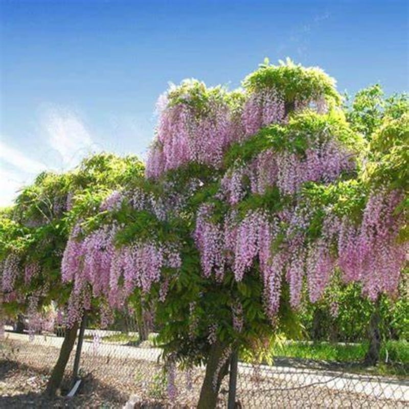 Bolusanthus Speciosus