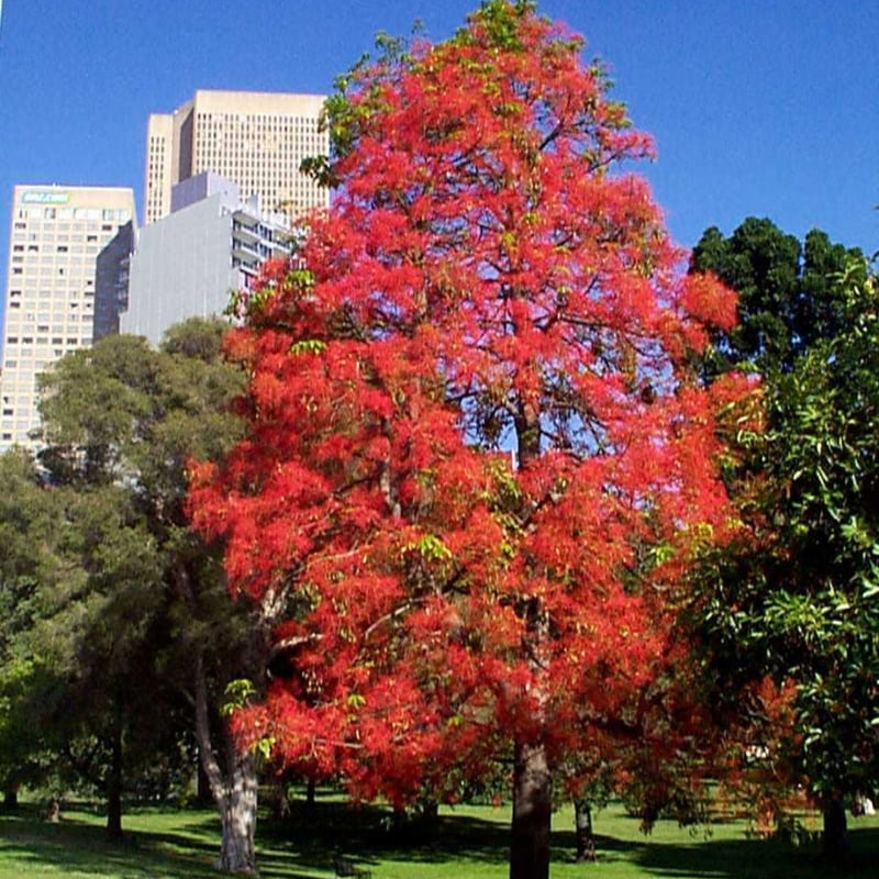 Brachychiton Acerifolius