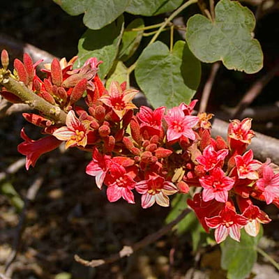 Brachychiton Bidwilii