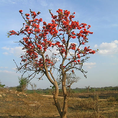 Butea Monosperma