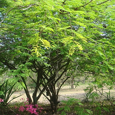 Caesalpinia Coriaria