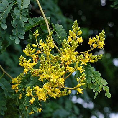 Caesalpinia Ferrea