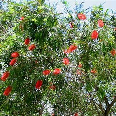 Callistemon Hannah Ray