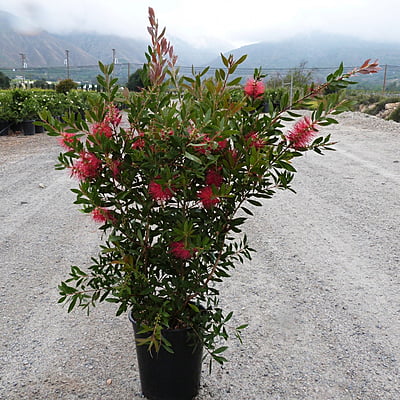 Callistemon Lanceolatus