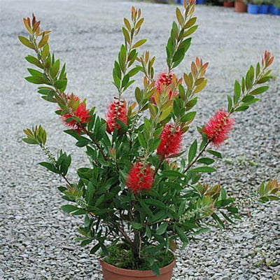 Callistemon Rigidus