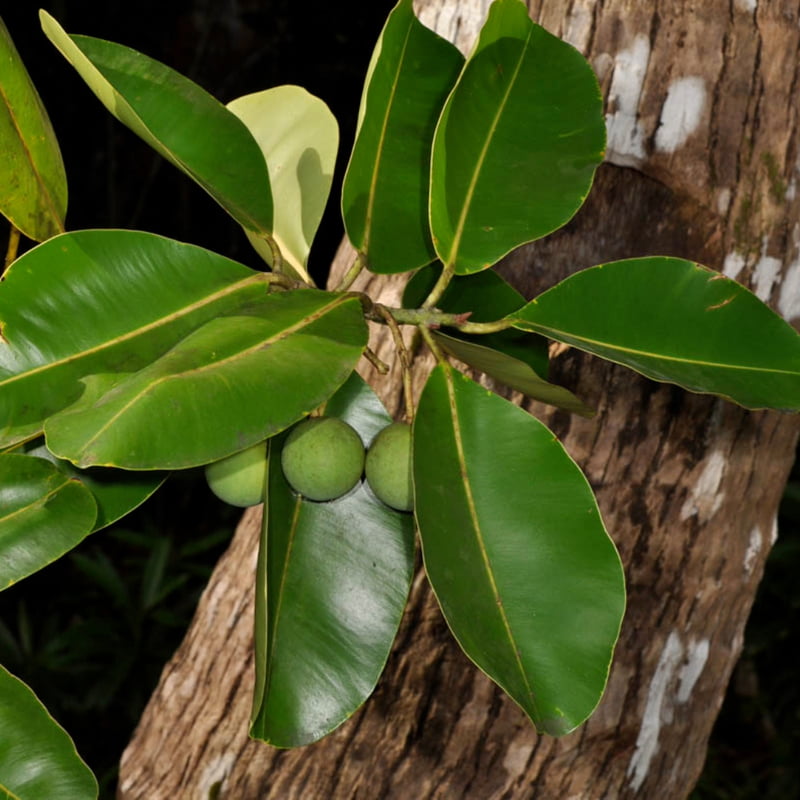 Calophyllum Inophyllum