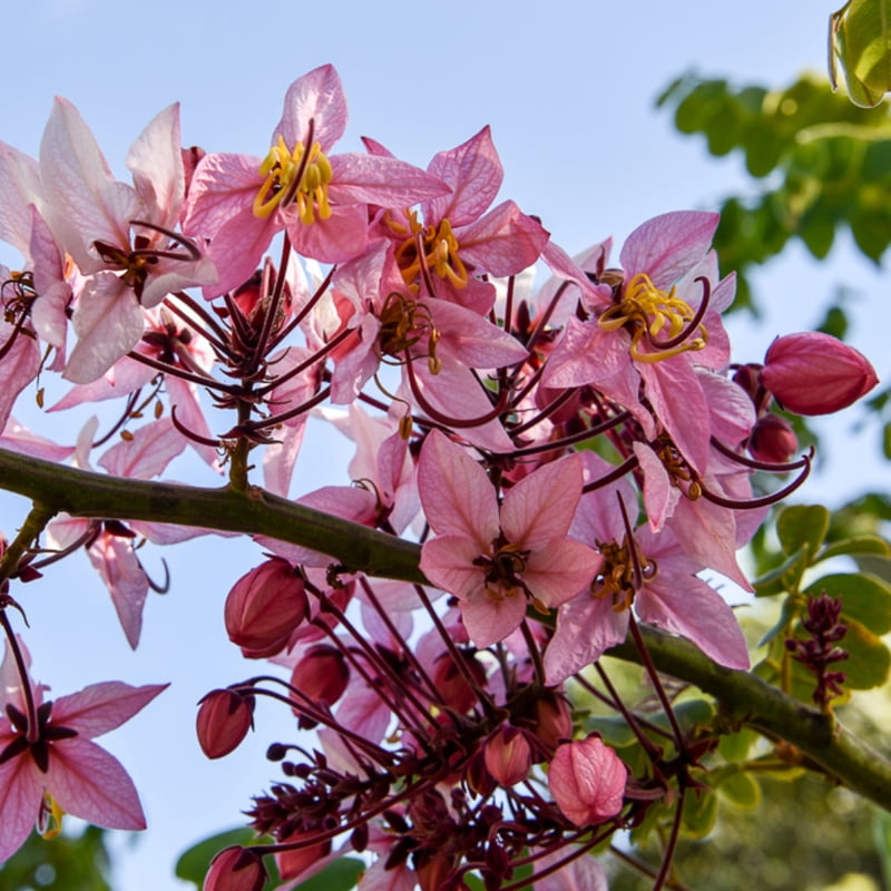 Cassia Bakeriana