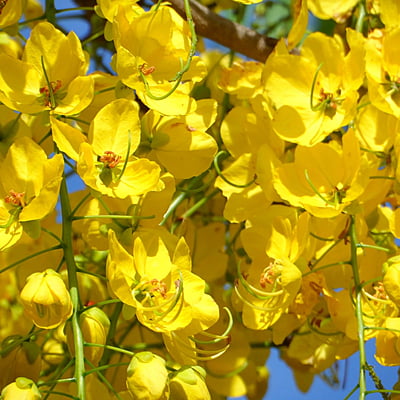 Cassia Fistula