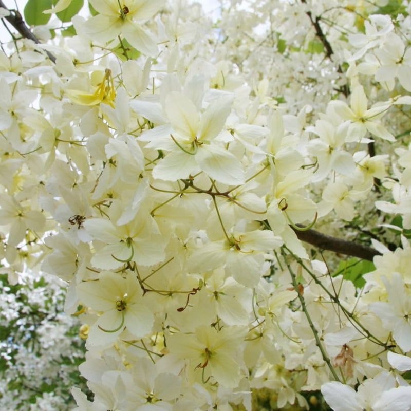 Cassia Queens Hospital White