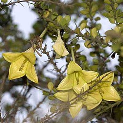 Catasbaea Spinosa