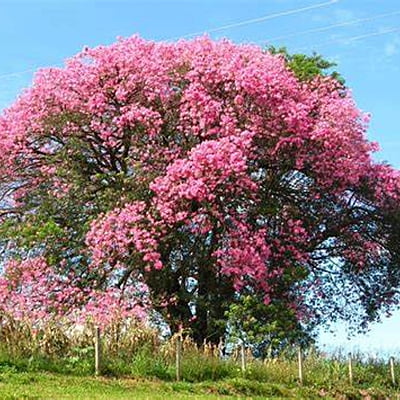 Ceiba spp.