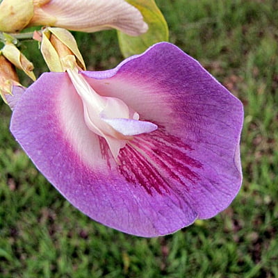 Clitoria Fairchildiana