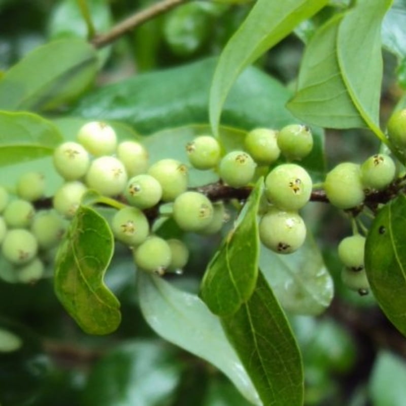 Commiphora Wightii