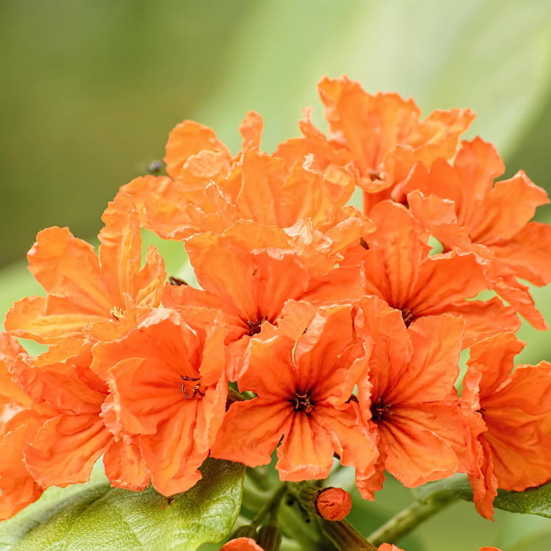 Cordia Sebestena