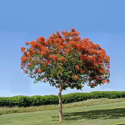 Delonix Regia