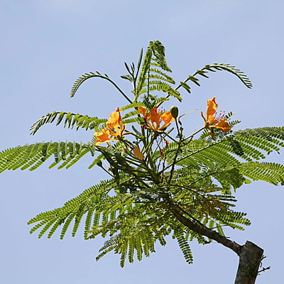 Delonix Regia "Galapagos Gold"