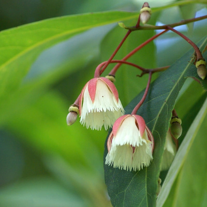 Elaeocarpus Grandiflora