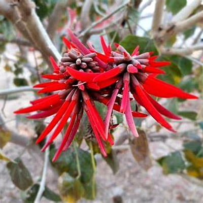 Erythrina spp.