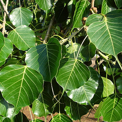 Ficus Religiosa