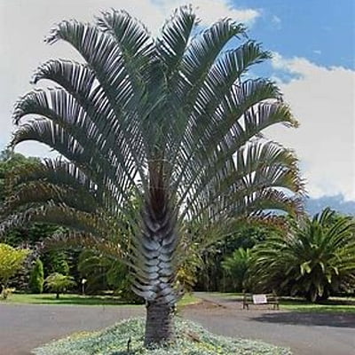 Neodypsis