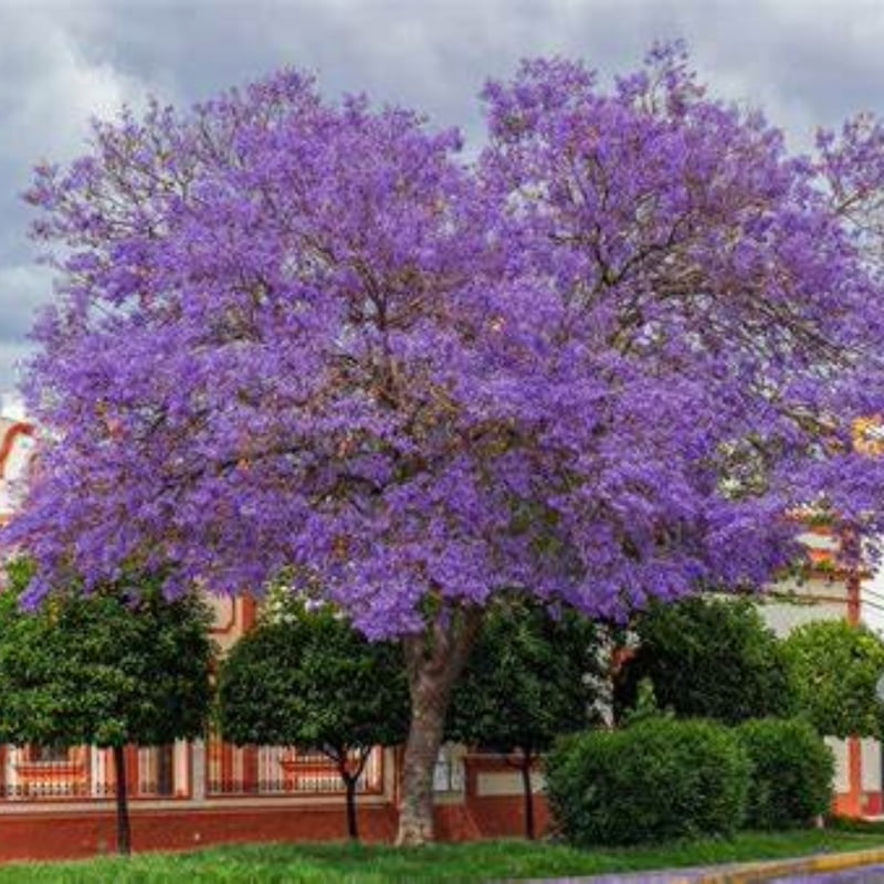 Jacaranda Mimosifolia