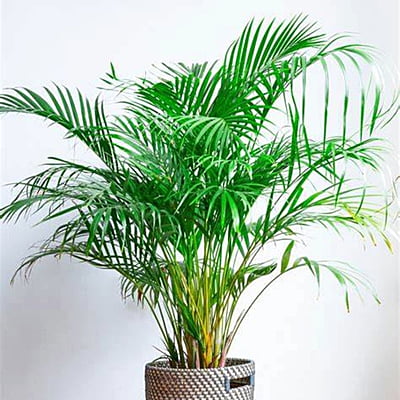 Areca Palm